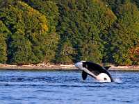 Orca jumping 85x11 9704